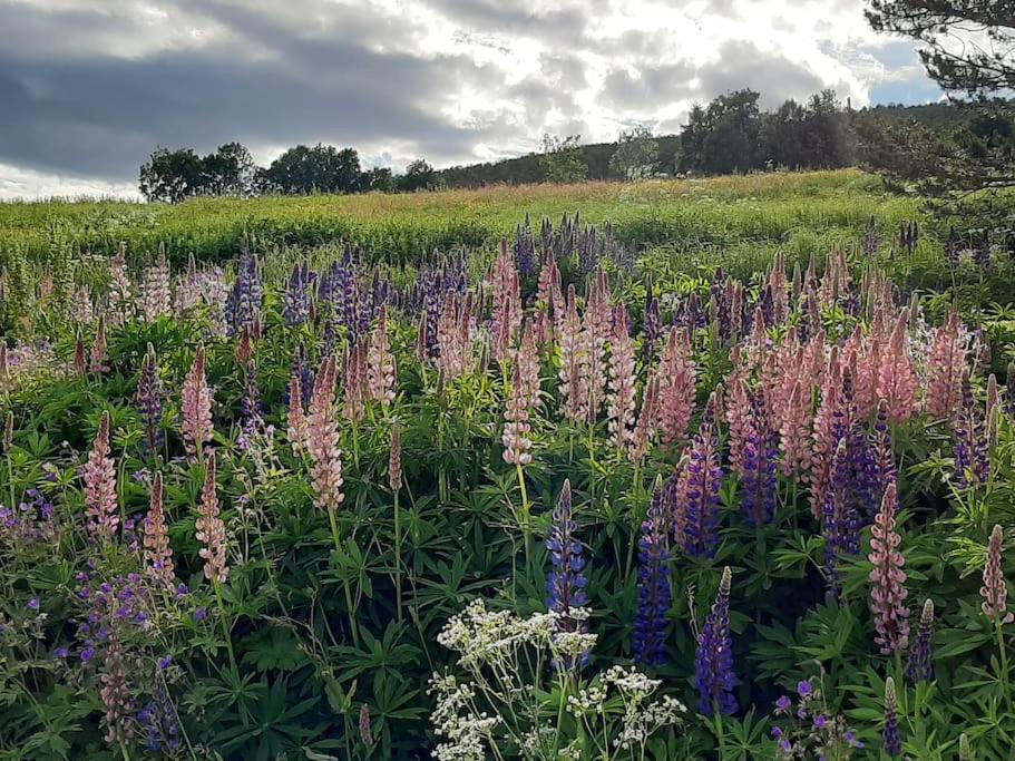 Appartamento Norwegian House Maria Stua Mefjordvær Esterno foto